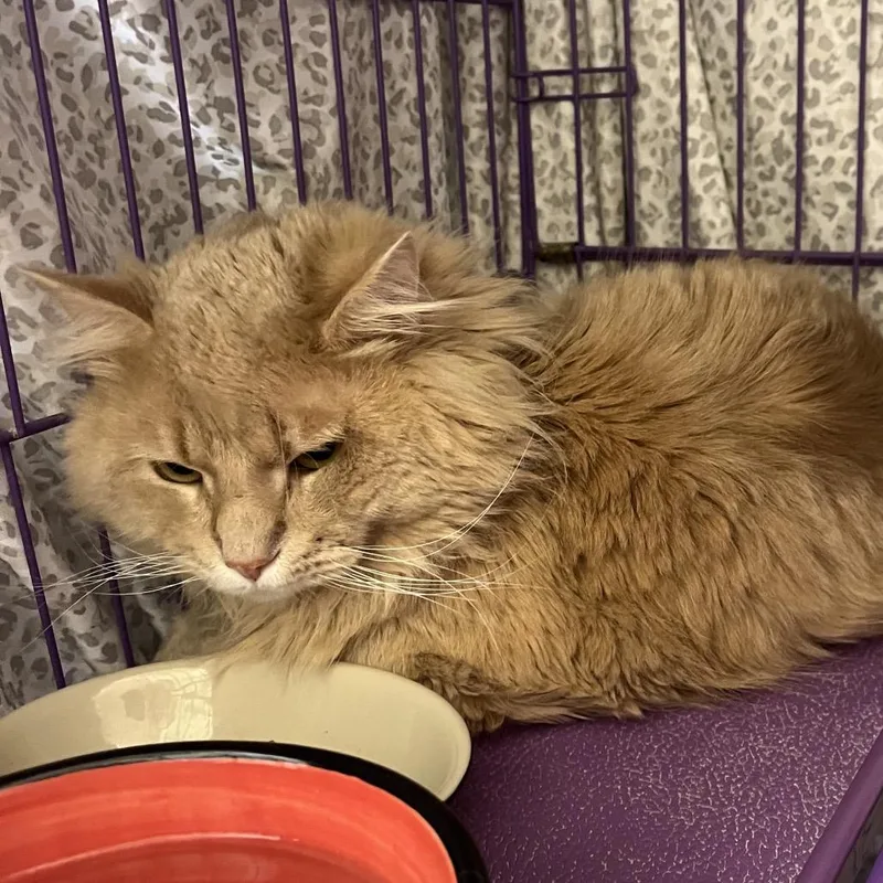 An adult medium-sized male Buff / Tan / Fawn Domestic Medium Hair cat named Avery for adoption in Bedford, NH