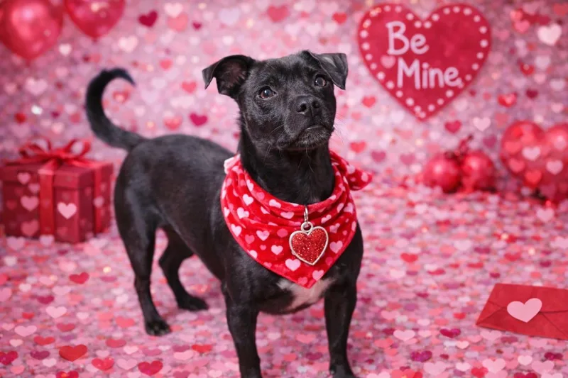 An adult small-sized male Chihuahua dog named Lucky for adoption in Garner, NC