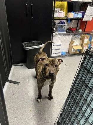 An adult medium-sized male Mixed Breed dog named Mason for adoption in West Chester, PA