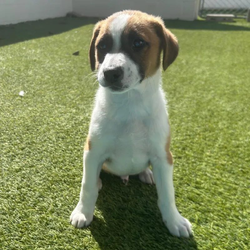 A baby small-sized male White / Cream Mixed Breed dog named Ziggy for adoption in LOXAHATCHEE, FL