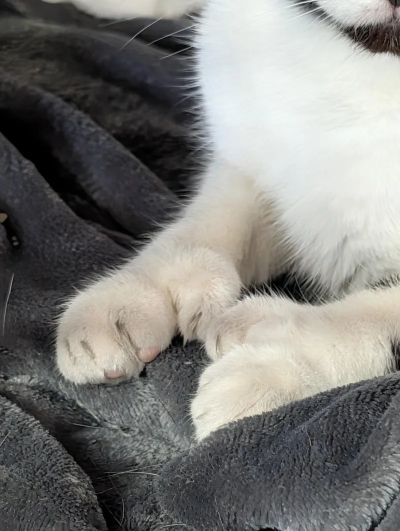 An adult medium-sized female White Domestic Short Hair cat named Medusa for adoption in Marietta, OH