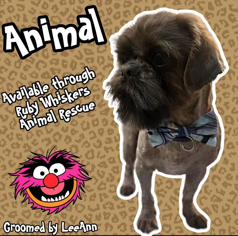 Animal The Drummer