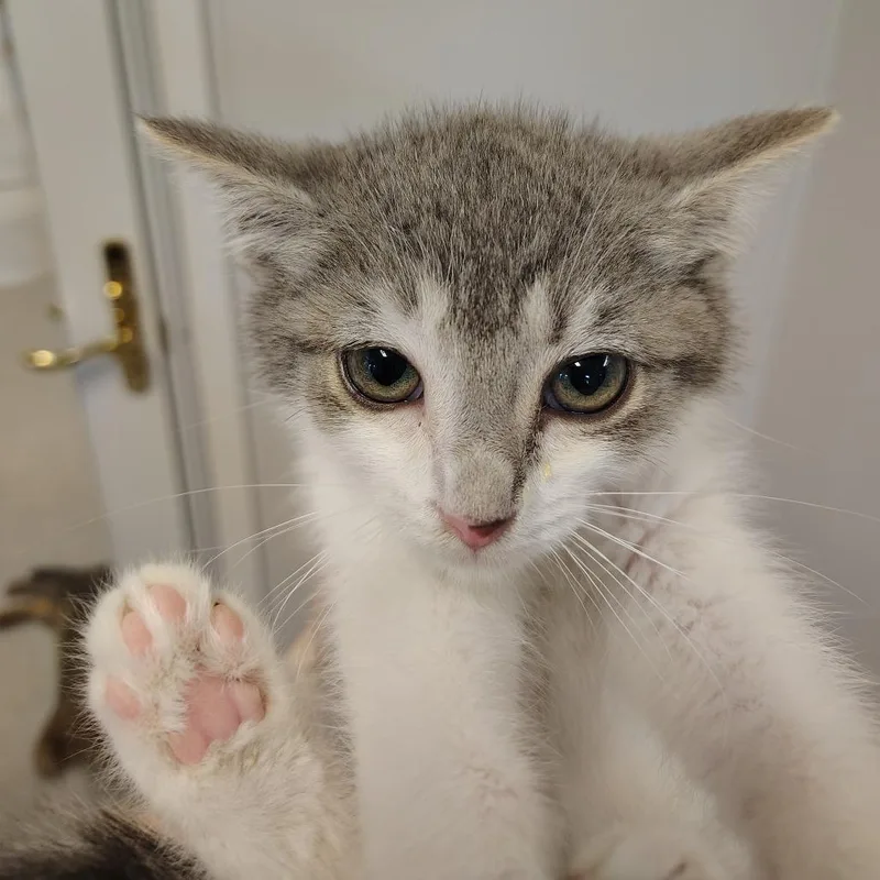 A young small-sized male Gray & White Domestic Short Hair cat named Chalupa for adoption in Indiana, PA