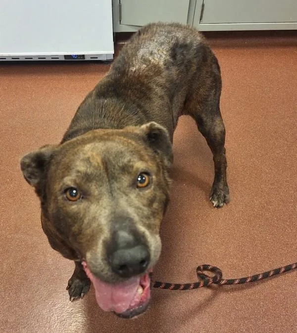 An adult large-sized female Labrador Retriever dog named Edith for adoption in Oakland, CA