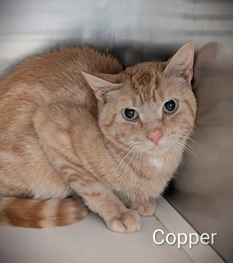 An adult medium-sized male Orange & White Domestic Short Hair cat named Copper for adoption in Flint, MI