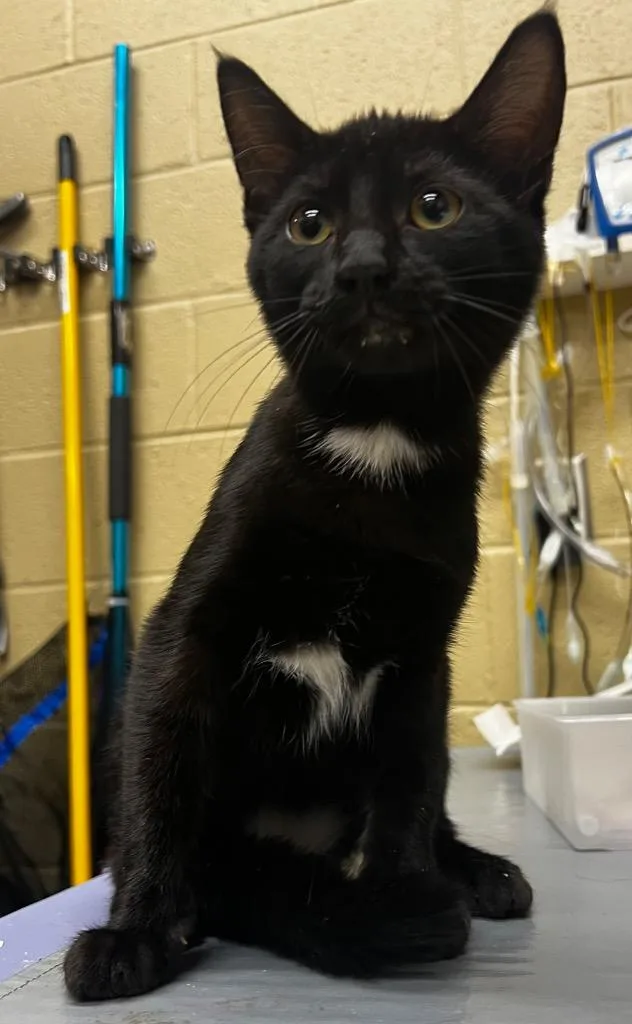 A baby medium-sized male Domestic Short Hair cat named Mello for adoption in Douglasville, GA