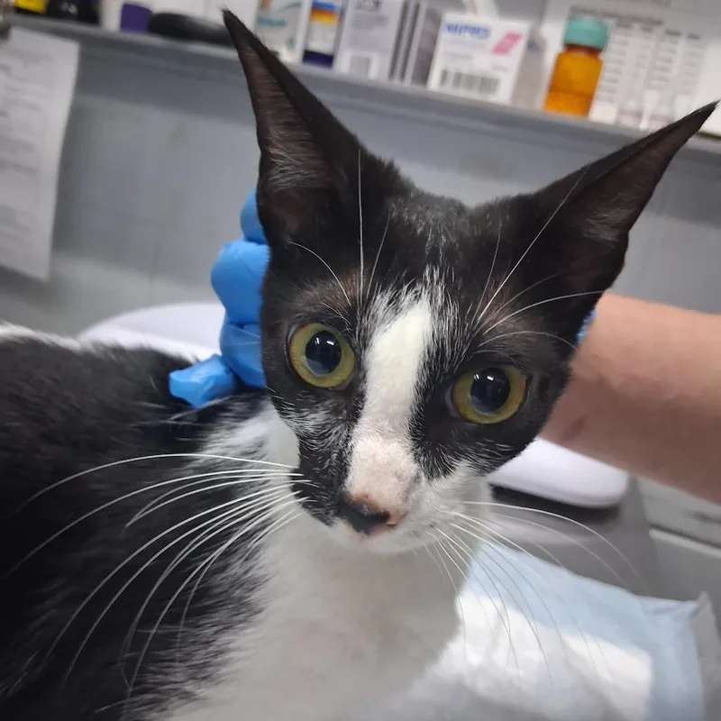 An adult medium-sized female Black Domestic Short Hair cat named Cowabunga for adoption in Summerville, SC