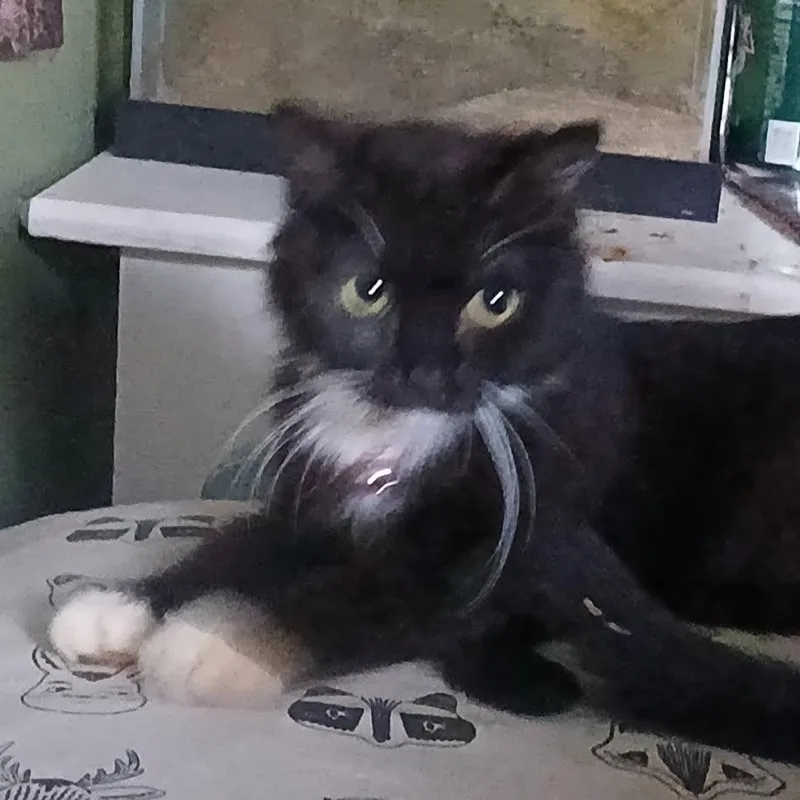 A young medium-sized female Black & White / Tuxedo Domestic Short Hair cat named Abby for adoption in Lemont, IL
