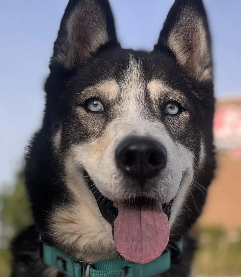 Koda