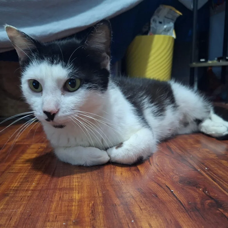 An adult medium-sized female Black & White / Tuxedo Domestic Short Hair cat named Dottie for adoption in Santa Ana, CA