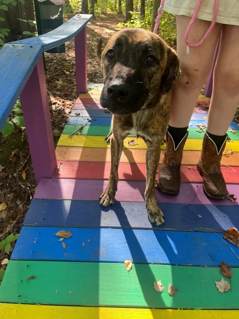 A young large-sized male Catahoula Leopard Dog dog named Luca for adoption in Cambridge, MD