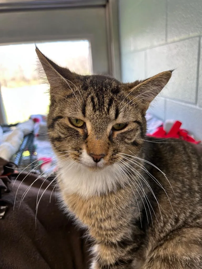 A baby large-sized male Domestic Short Hair cat named Basil for adoption in Bryan, OH