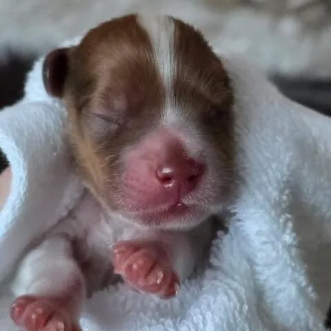 Duncan Joseph thumbnail 3