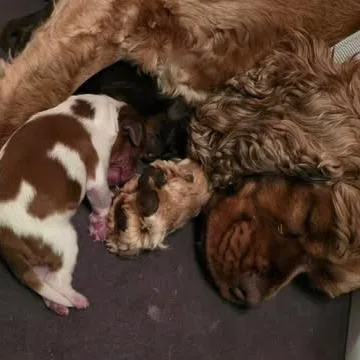 Duncan Joseph thumbnail 4