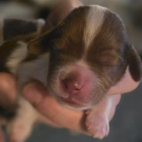 Duncan Joseph thumbnail 5