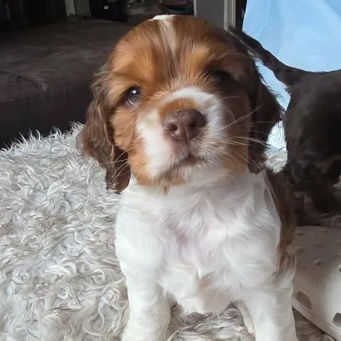 Duncan Joseph thumbnail 6