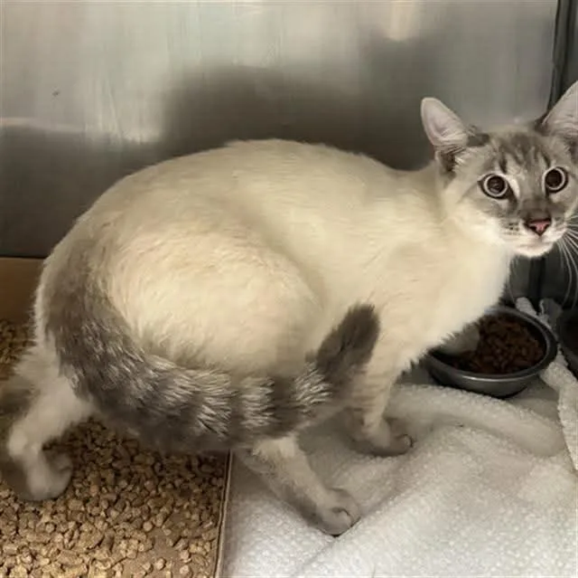 An adult large-sized male Buff & White Domestic Short Hair cat named Frost for adoption in Holbrook, NY