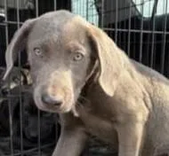 A young large-sized male Labrador Retriever dog named Vann for adoption in Kansas City, MO