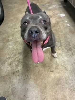 A senior large-sized male Pit Bull Terrier dog named Oakley for adoption in Gainesville, FL