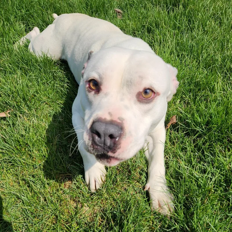 An adult large-sized male White / Cream Pit Bull Terrier dog named Ron Isley for adoption in Fort Wayne, IN