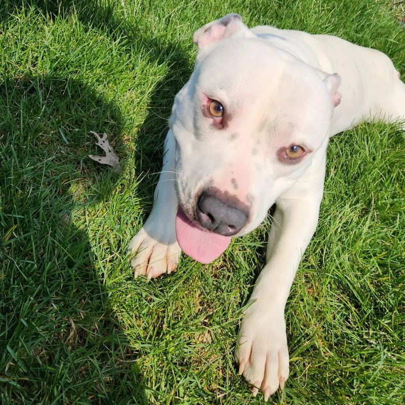 Ron Isley thumbnail 3