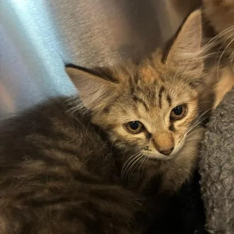 A baby small-sized female Torbie Domestic Medium Hair cat named Helen for adoption in Los Angeles, CA