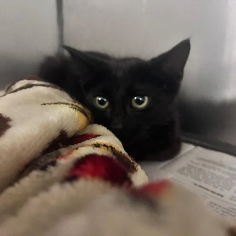 A baby small-sized male Black Domestic Short Hair cat named Sparticus for adoption in Charleston, WV