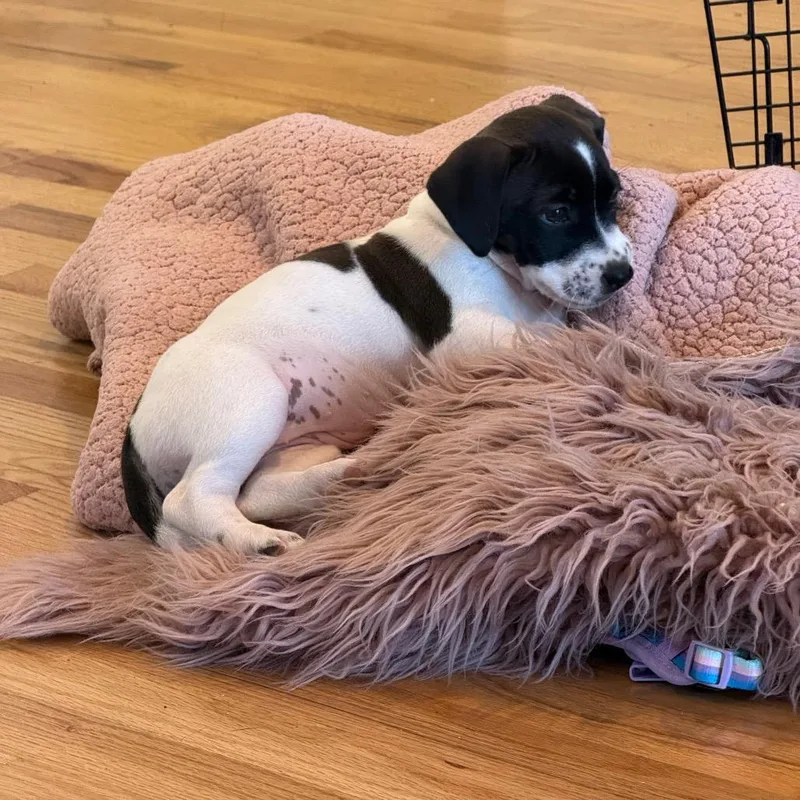 A baby medium-sized female Pit Bull Terrier dog named Parmesan for adoption in Bellingham, WA