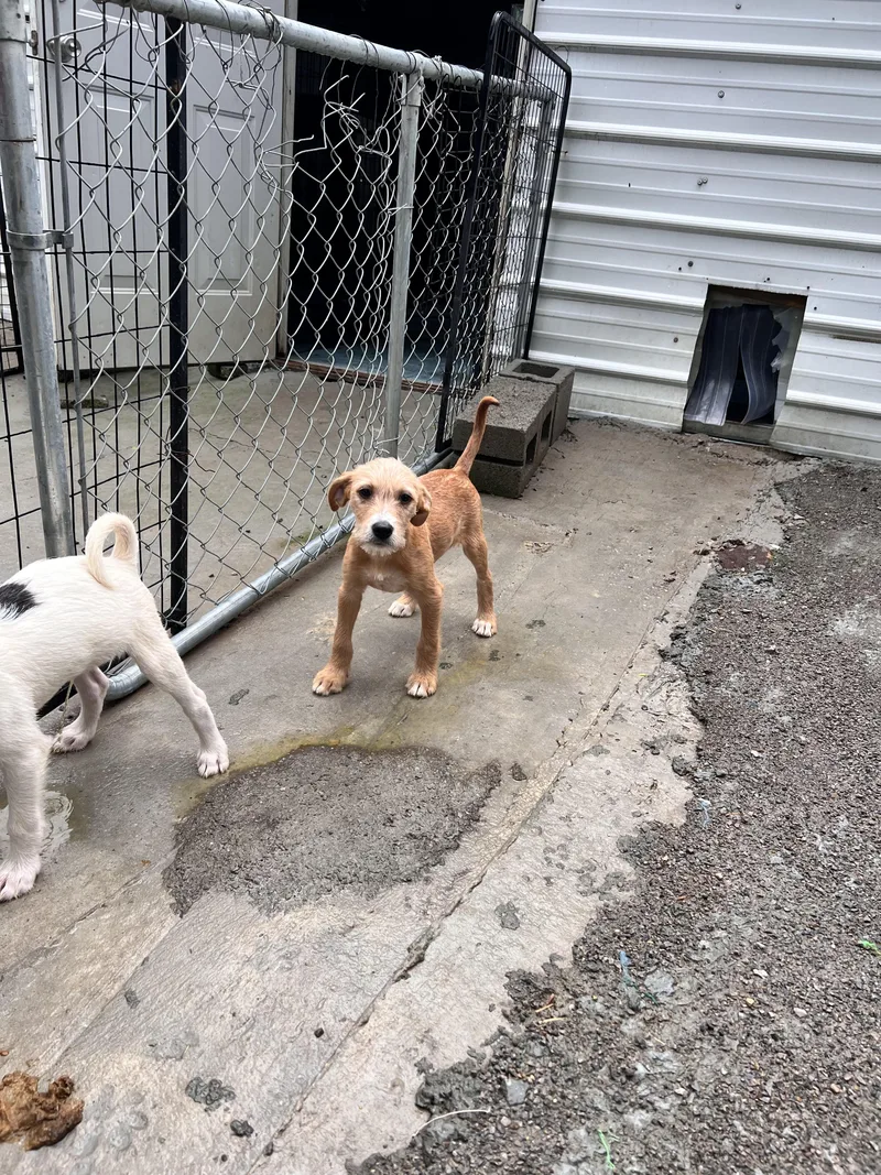A baby medium-sized male Terrier dog named Baxter for adoption in Tracy City , TN