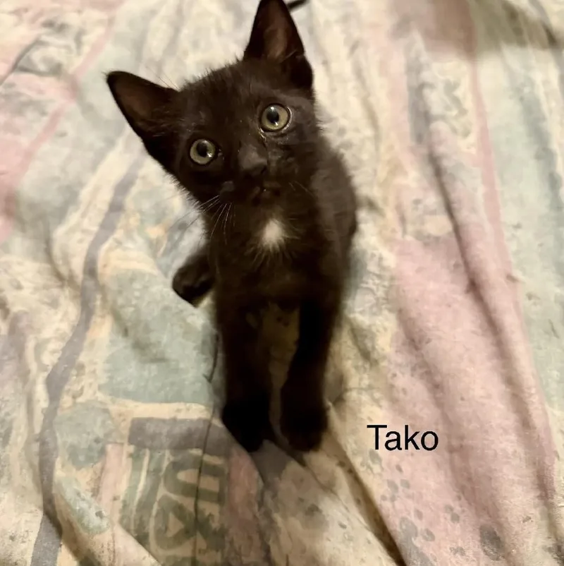 A baby small-sized male Black Domestic Short Hair cat named Tako for adoption in Safety Harbor, FL