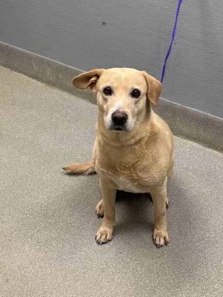 An adult large-sized female Labrador Retriever dog named Stella Rose for adoption in Las Vegas, NV