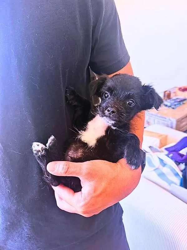 Marcello Mastroianni thumbnail 3