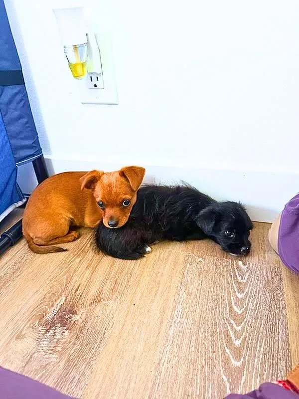 Marcello Mastroianni