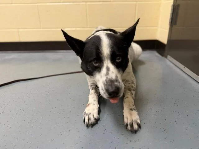 An adult medium-sized male Australian Cattle Dog / Blue Heeler dog named Gunner for adoption in Denver, CO