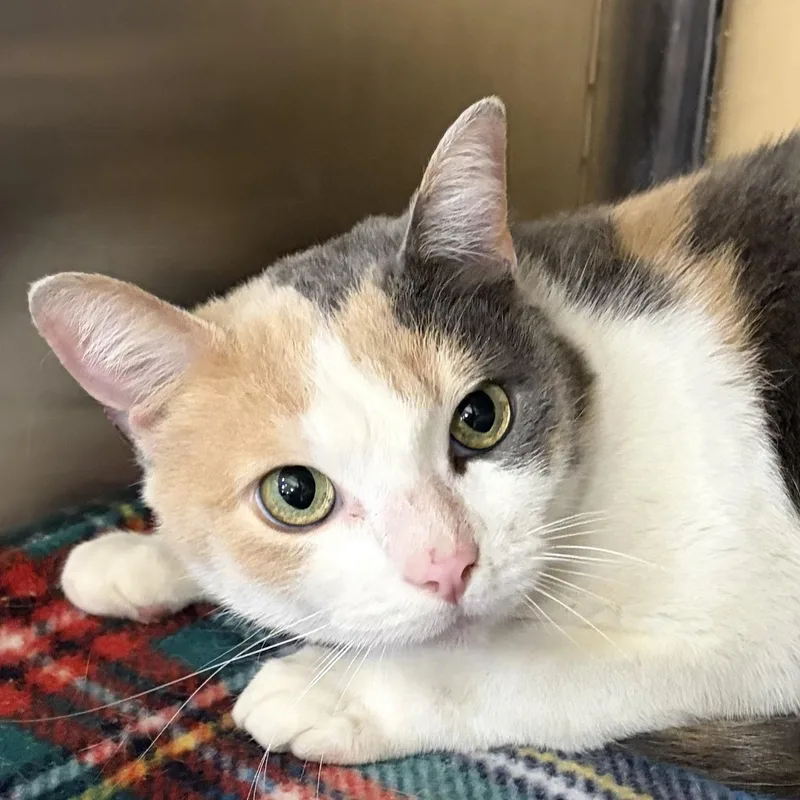 An adult medium-sized female Dilute Calico cat named Peaches for adoption in Antioch, CA