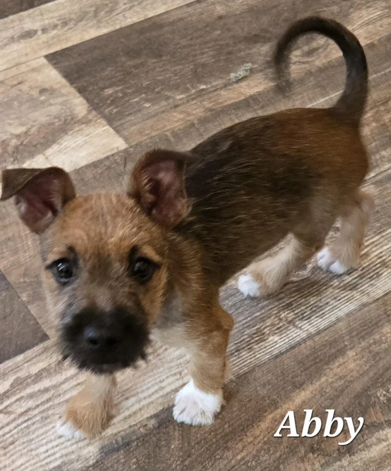 Abby thumbnail 2