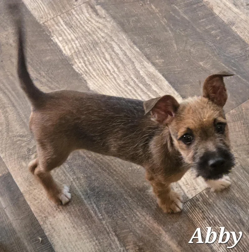 Abby thumbnail 3