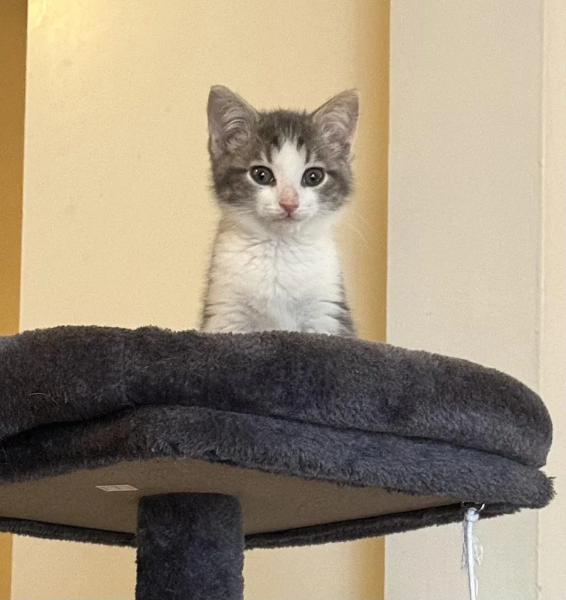 A baby medium-sized female Gray & White Domestic Short Hair cat named Maeby And Artie for adoption in Brooklyn, NY