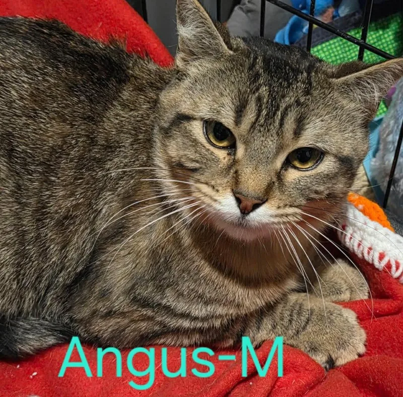 A young medium-sized male Domestic Short Hair cat named Angus for adoption in Cloquet, MN
