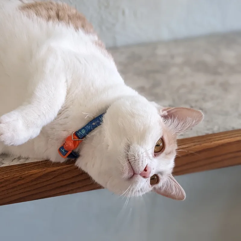 Solstice thumbnail 2