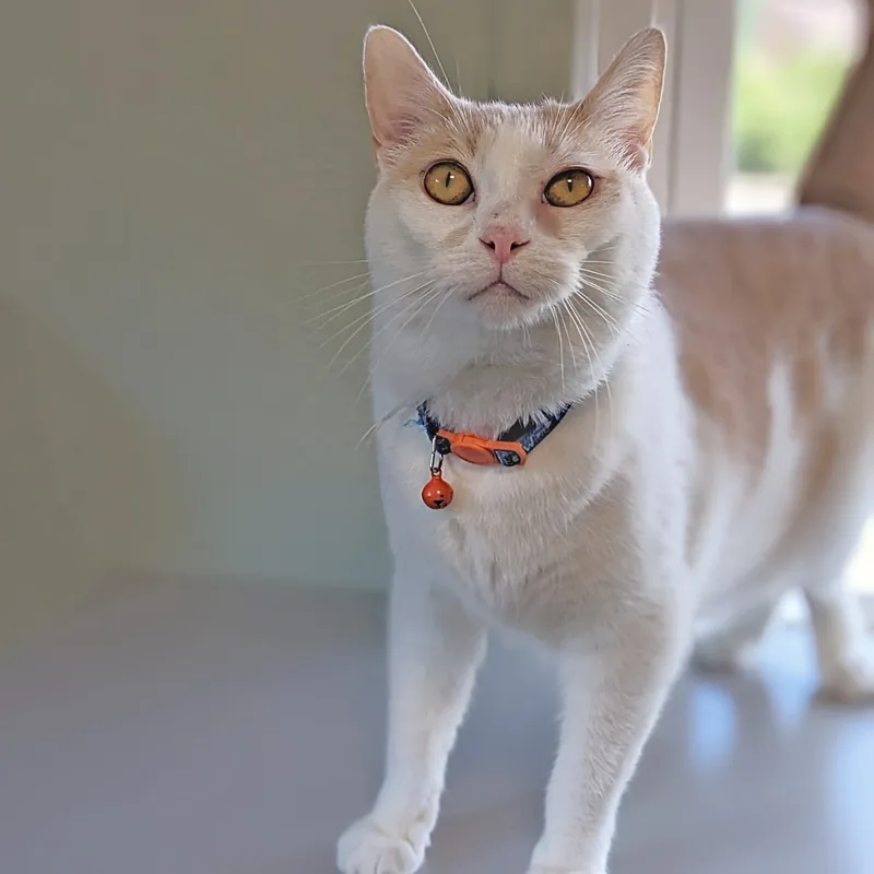 Solstice thumbnail 3