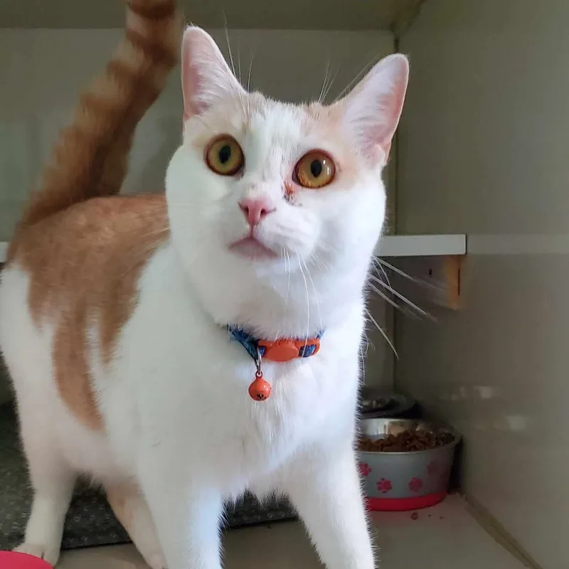 Solstice thumbnail 4