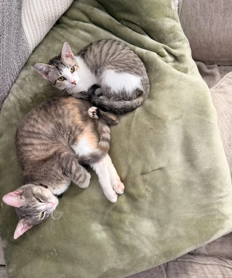 A young medium-sized female Domestic Short Hair cat named Daisy and Dolly Bonded for adoption in Pottsboro, TX