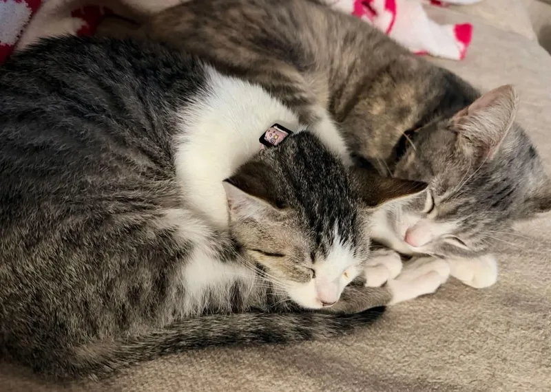 Daisy and Dolly Bonded thumbnail 2
