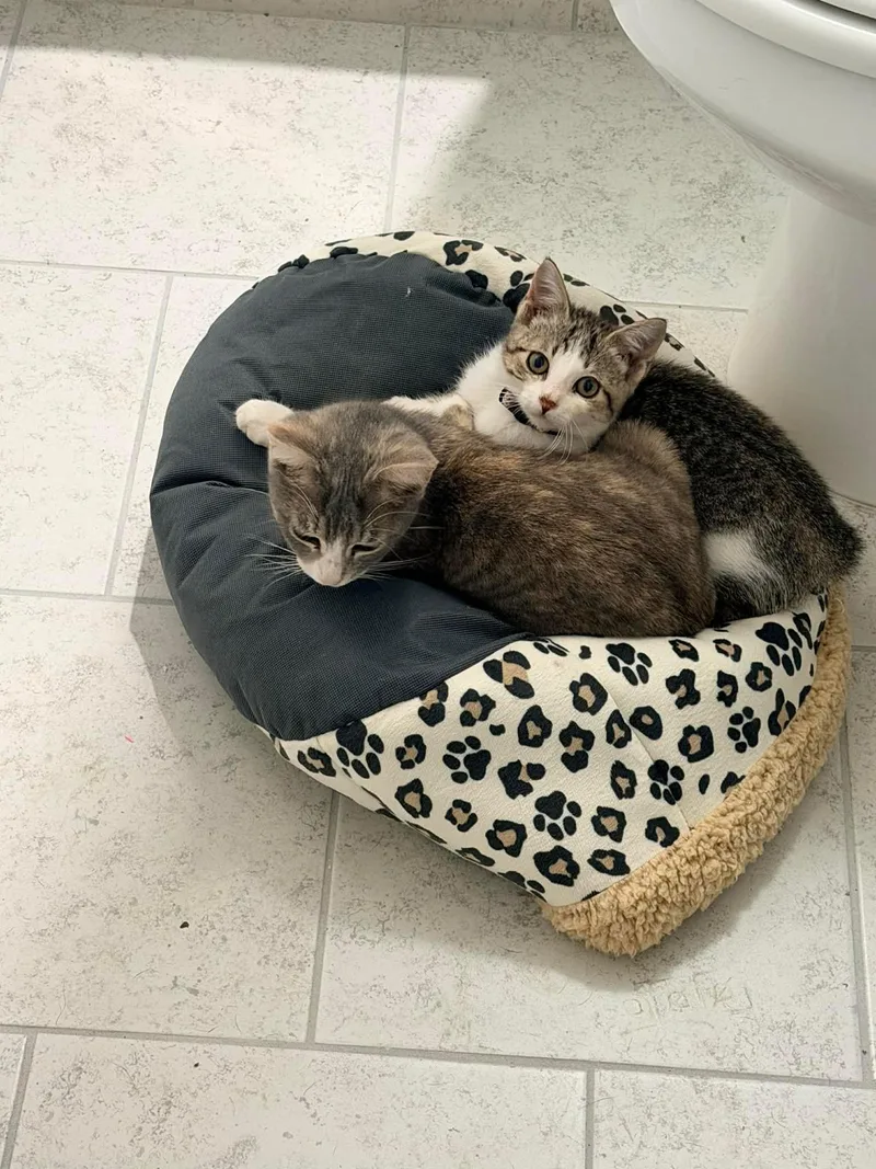 Daisy and Dolly Bonded thumbnail 3