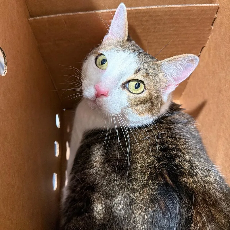 An adult large-sized male White Domestic Short Hair cat named Xander for adoption in Tampa, FL