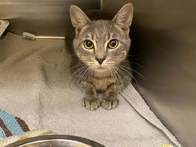 A young small-sized female Domestic Short Hair cat named Bethany for adoption in Tustin, CA