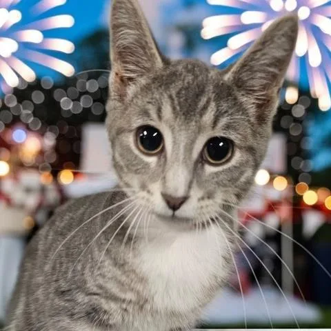 A baby small-sized male Domestic Short Hair cat named Liberty for adoption in Clinton Township, MI