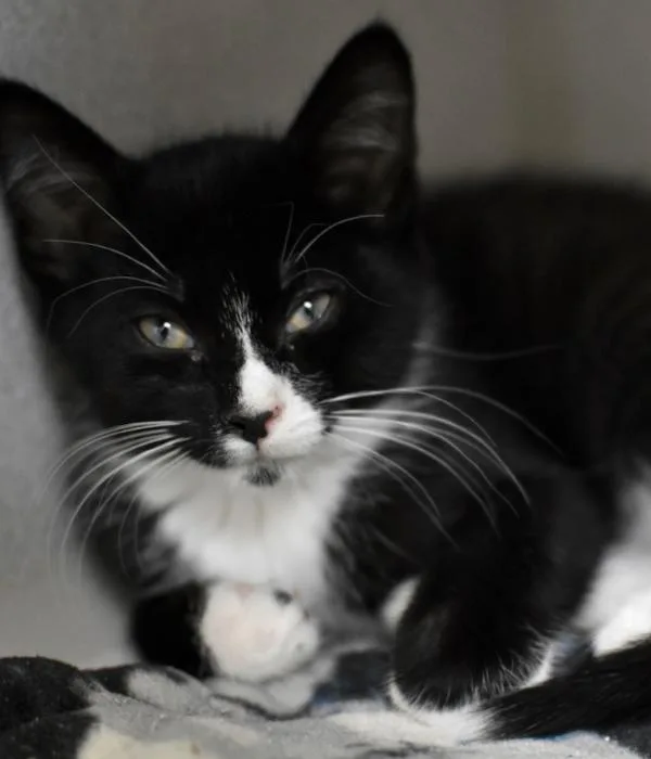 A young medium-sized male Black & White / Tuxedo Domestic Short Hair cat named Kinko for adoption in Marietta, GA