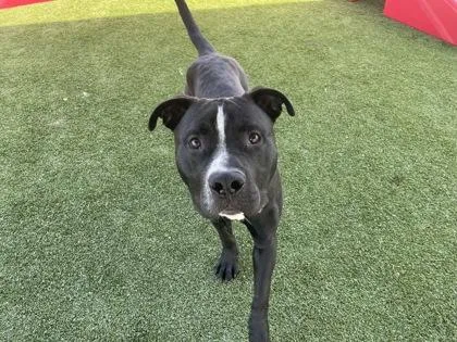An adult large-sized male Pit Bull Terrier dog named Wally for adoption in Independence, MO